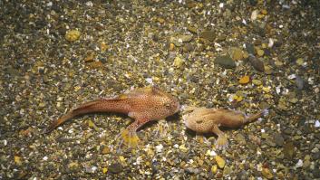 Cuatro especies extinguidas reaparecen en 2023