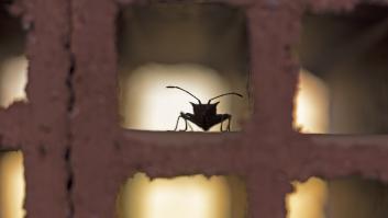 Cientos de plagas invaden un pueblo, devoran sus cosechas y los insecticidas sirven de poco