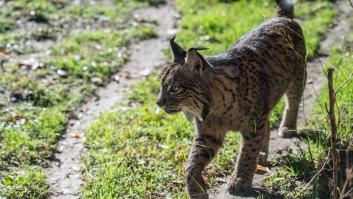 El gran éxito del lince ibérico: este es el precio que ha costado salvar la especie en 30 años
