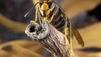 Estas son las especies invasoras más buscadas de España y sus zonas de impacto