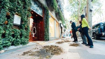 Se resuelve el misterio del 'elefante suelto por Madrid' que causó furor en las redes sociales