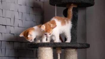 Ni valeriana ni otro relajante: el sonido de este animal es terapéutico frente a la ansiedad