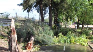 Sale de trabajar, encuentra su coche aplastado por un árbol y su reacción es para verla