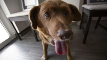 El dueño de Bobi reacciona a la decisión de Guiness de retirar el premio al perro más viejo