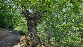 Este es el árbol más alto y emblemático de España