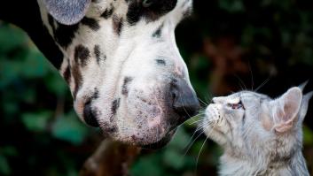 Un estudio confirma que queremos más a los perros que a los gatos