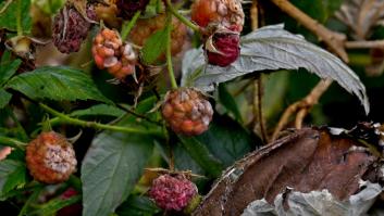 La borrasca Bernard castiga a la fruta que mejor le sienta a tu intestino