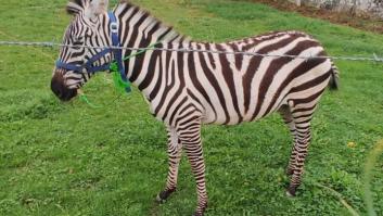 Un gallego paga 10.000€ para crear una nueva especie animal