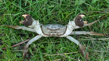 Los expertos piden ayuda a la población por el peligroso cangrejo de pinza blanca