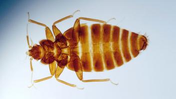 La técnica 100% efectiva para localizar las chinches