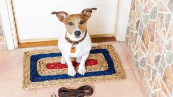 Revelan cómo tener perros o gatos puede acelerar el proceso de desalojo de okupas