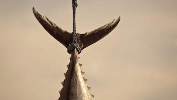 La Guardia Civil interviene 500 kilos de atún rojo en el pasadizo clave