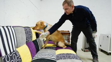 La infalible trampa casera para acabar con las chinches