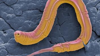 El primer mapa del sistema nervioso de un gusano muestra cómo se comunican las neuronas
