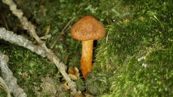 La extraña seta española que te mata 15 días después de comerla