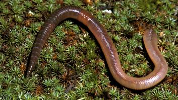 Llevas años consumiendo estos productos sin saber que llevan derivados de los gusanos