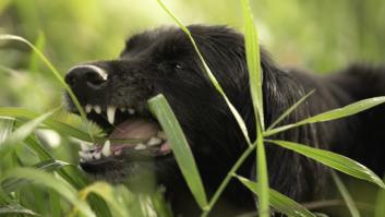 Víctor Algra desvela el peligro de uno de los gestos más comunes de los perros