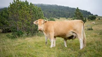 El covid de las vacas muestra signos de tragedia