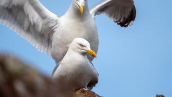 Los seis animales que mueren por sexo