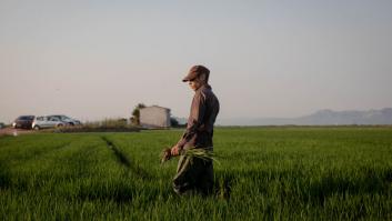 El último órdago del arroz español