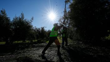 Los costes de la elaboración del aceite de oliva se disparan