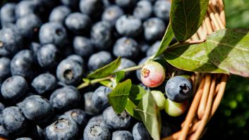 Las propiedades más desconocidas de los arándanos