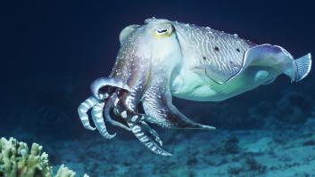 Las sepias superan el test de inteligencia diseñado para niños