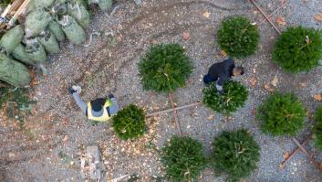 Los árboles sostenibles que venden los estudiantes de la Politécnica en Navidad