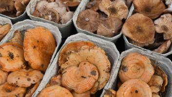 Alertan de la proliferación de los falsos níscalos