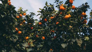 El lobby citrícola mundial deja a España tocada