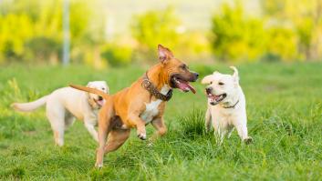 Esta es una de las razas de perro más cariñosa: ideal para familias con niños