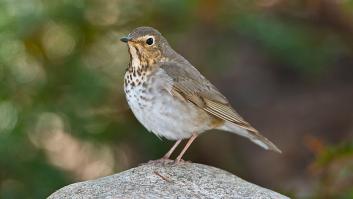 Un nuevo pájaro llega a Galicia envuelto en tormentas