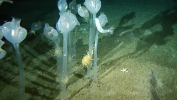 Los animales con gigantismo de la Antártida