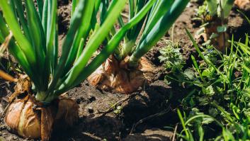 Galicia inventa una cebolla que dura medio año