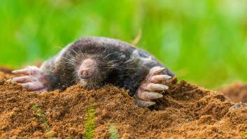 Aparece un topo sin ojos 87 años después de su extinción