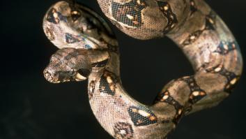 Los lugares donde es más fácil cruzarse con una boa constrictor