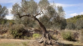 Un agricultor de Guadalajara tira de ingenio con su apero para varear y recoger aceitunas desde el tractor