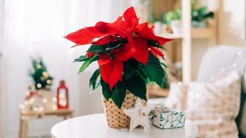 Un jardinero profesional deja claro que la flor de Pascua está sobrevalorada y recomienda esta otra planta para casa durante Navidad