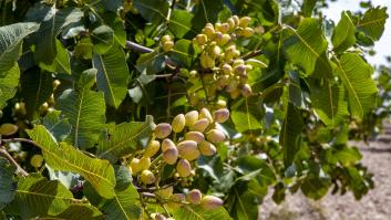 Los pistachos amenazan con arrasar una zona de árboles centenarios en Madrid