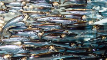 La anchoa del Cantábrico se vuelve enana