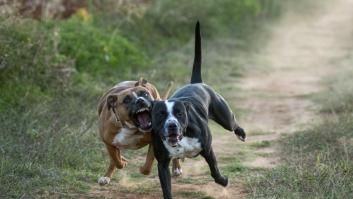 Valencia propone un retoque para poder usar estos collares tras la nueva ley animal