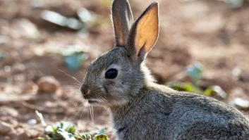 Unos conejos desentierran una moneda de 1879