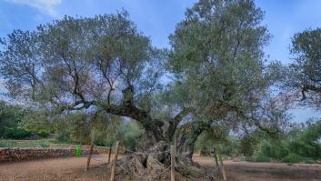 Ni en Sevilla ni en Cádiz: el árbol más viejo de España es un olivo milenario exiliado de tierras andaluzas