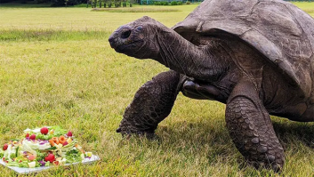 El animal más viejo del mundo cumple 191 años