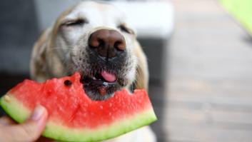 8 frutas que puede comer tu perro