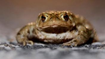 Estas son las diferencias entre un sapo y una rana