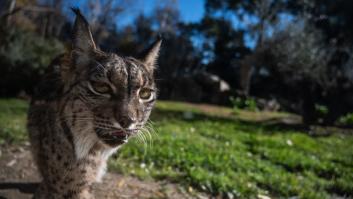 Madrid quiere que los linces ibéricos vuelvan a habitar los montes de la región