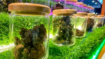 Una sentencia pionera acerca el cultivo legal de marihuana en España