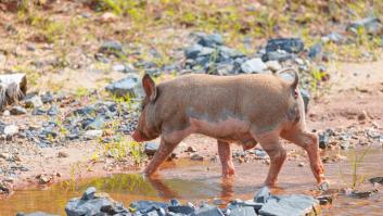 Jaque mate al cerdo de Aragón