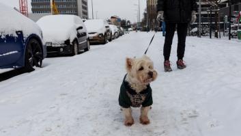 Qué tienes que saber para sacar a tu perro en una ola de frío polar
